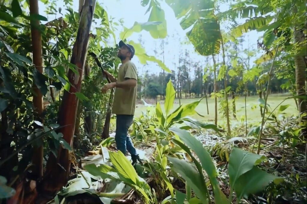 Experiencias de productores de El Soberbio y Panambí muestran el éxito de las chacras multiproductivas 23 Experiencias de productores de El Soberbio y Panambí muestran el éxito de las chacras multiproductivas imagen-22