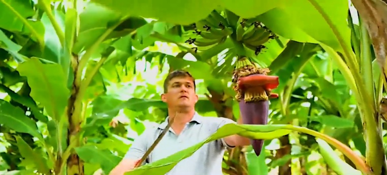 biofábrica banana