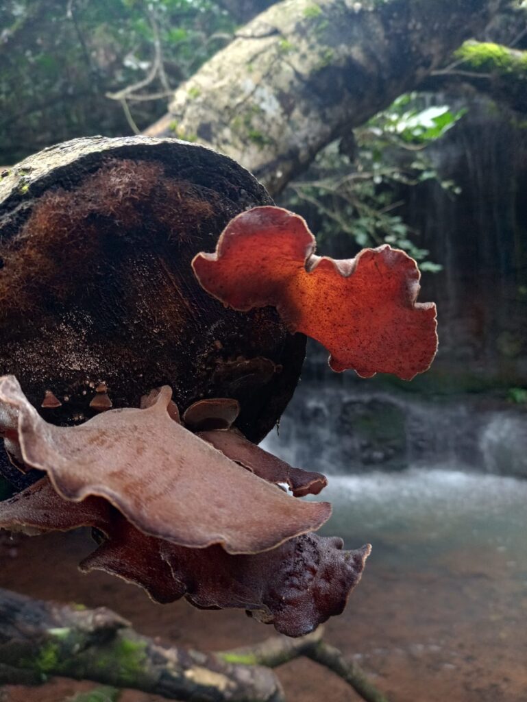 Valle Encantado, la joya turística que nació de la unión de Aristóbulo y Salto Encantado imagen-63
