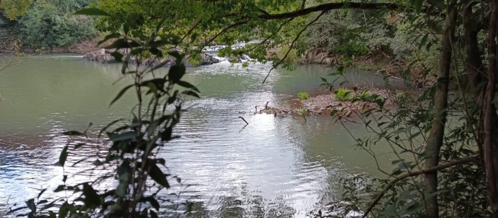 aves