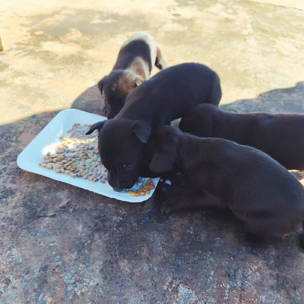 perros