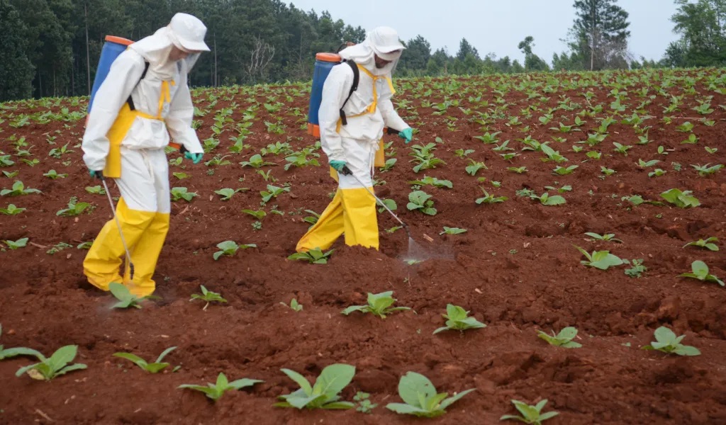 tabaco productores
