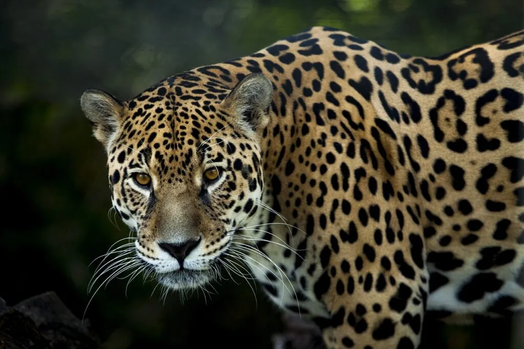 La biodiversidad misionera, un ícono del Día Mundial de la Selva Tropical imagen-12