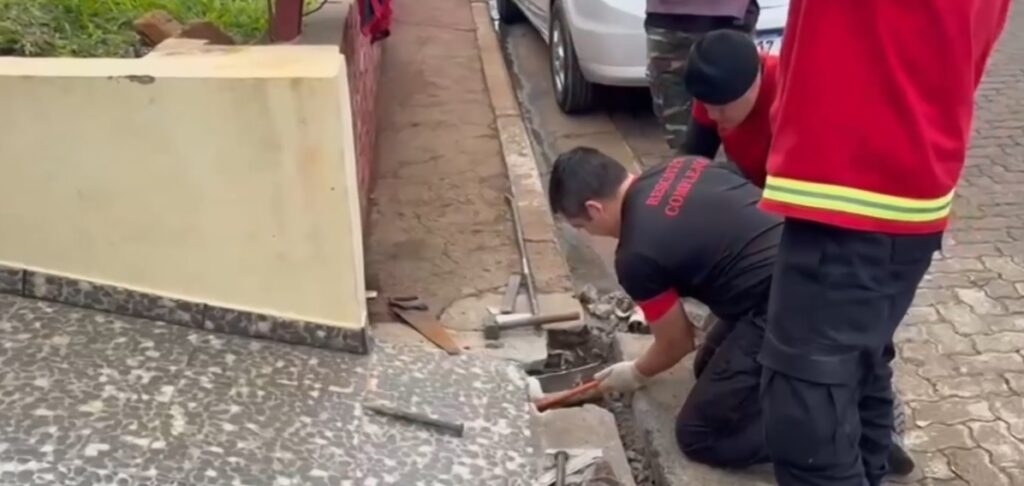 bomberos gato