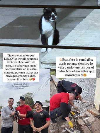 bomberos gato