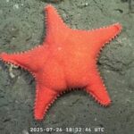 estrella culona