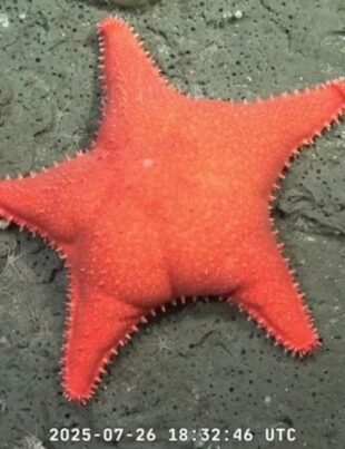 estrella culona