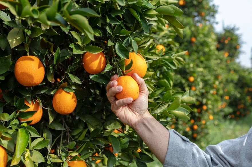 importación naranjas