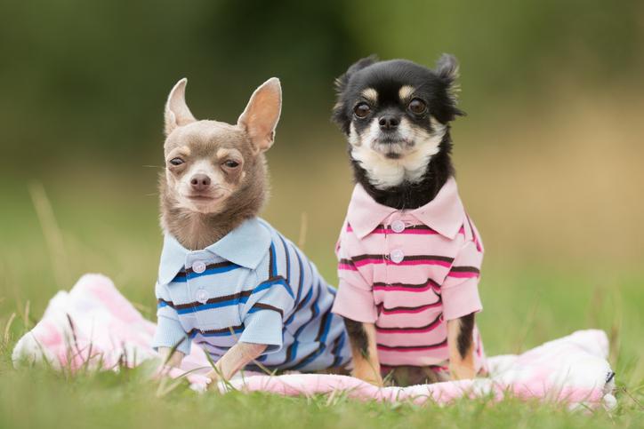 mascotas humanizar
