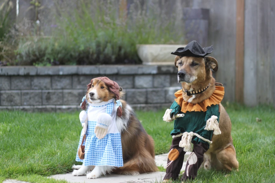 mascotas humanizar