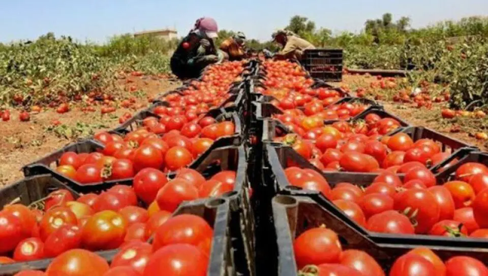 crisis tomate cuyo