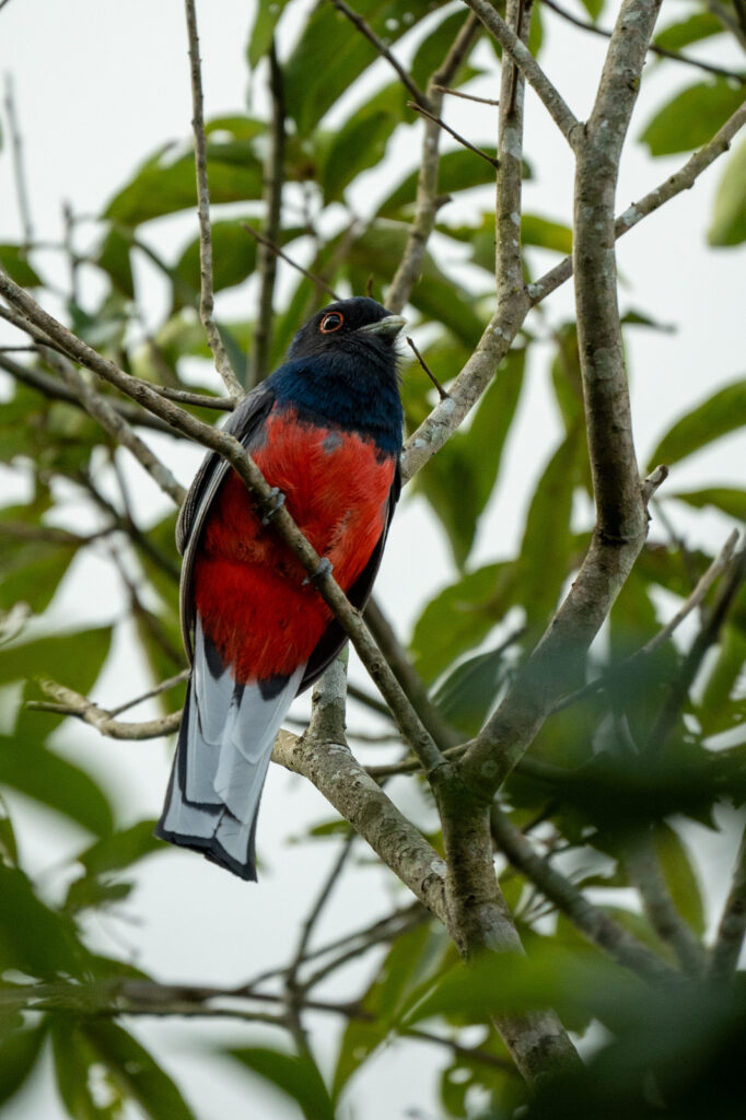 Volar 2025: Misiones se consolida como capital regional del avistaje de aves 15 Volar 2025: Misiones se consolida como capital regional del avistaje de aves imagen-14