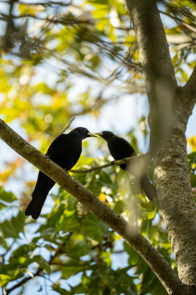 Volar 2025: Misiones se consolida como capital regional del avistaje de aves 19 Volar 2025: Misiones se consolida como capital regional del avistaje de aves imagen-18
