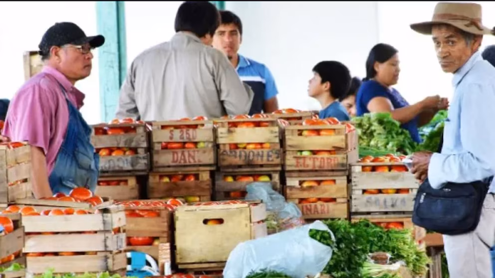 tomates 