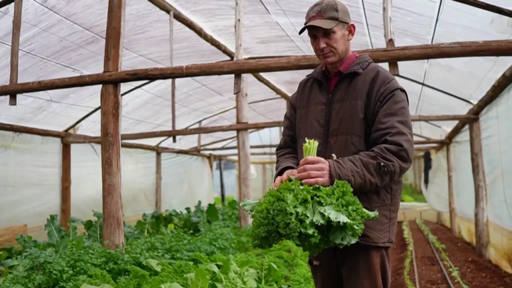 Experiencias de productores de El Soberbio y Panambí muestran el éxito de las chacras multiproductivas 15 Experiencias de productores de El Soberbio y Panambí muestran el éxito de las chacras multiproductivas imagen-14