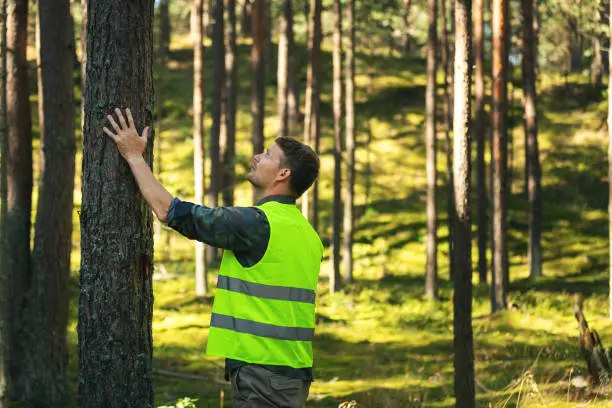 ingeniero forestal