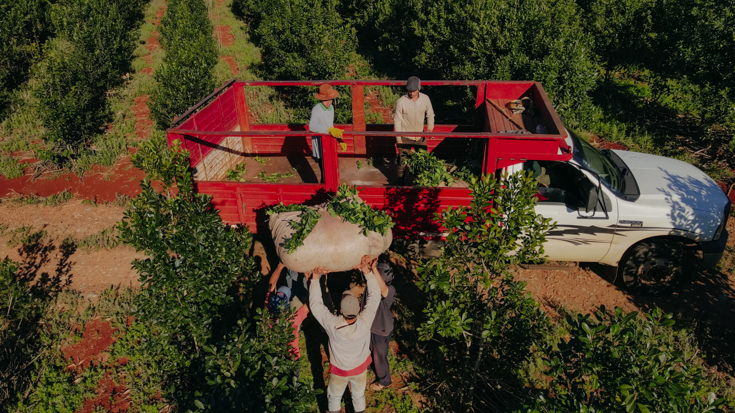 Yerba Mate Crisis: Deregulation & Low Prices Threaten Producers in Misiones - News Directory 3