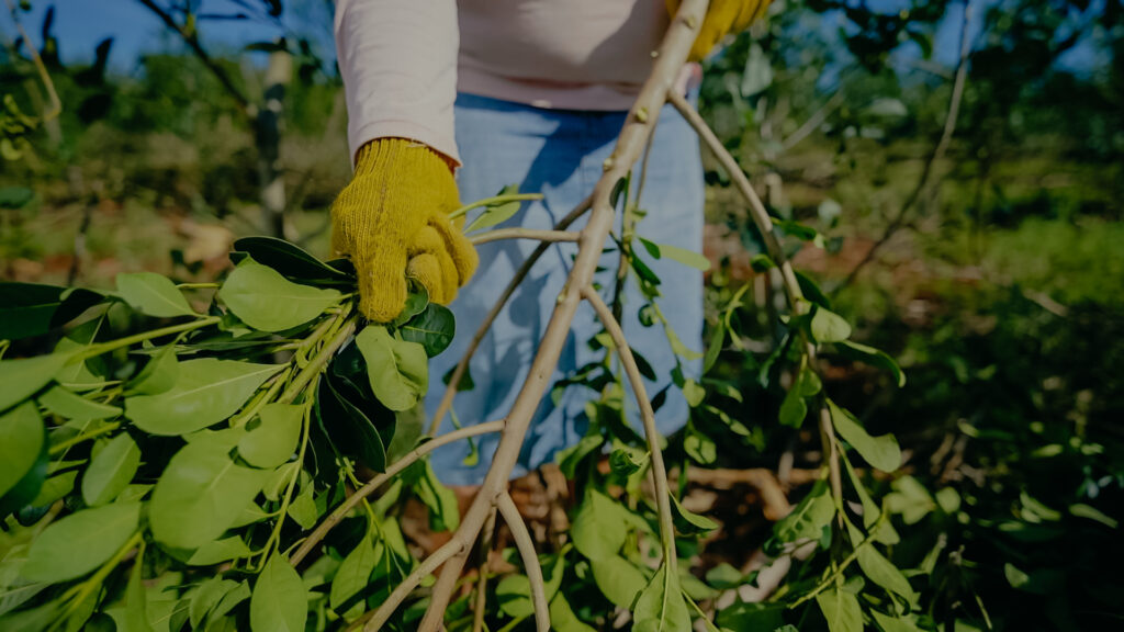 Misiones reúne a la cadena yerbatera para buscar consensos ante la crisis sectorial imagen-10