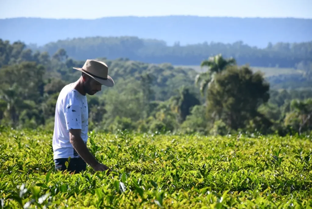té misiones