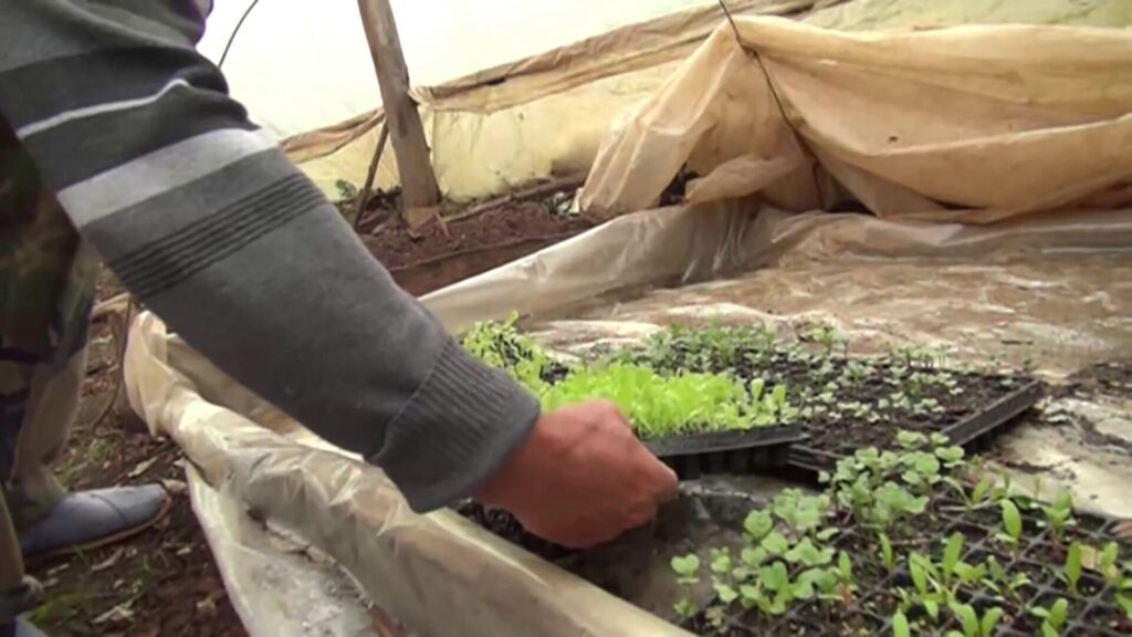 misiones producción orgánica