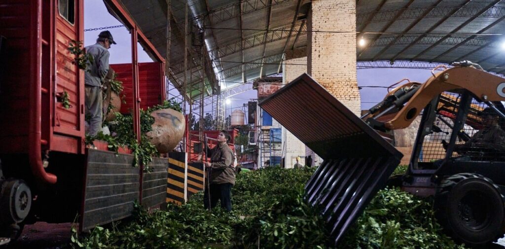 Desregulación del Inym, con precios bajos y pagos diferidos: “Empujan a las familias yerbateras hacia el éxodo” imagen-8