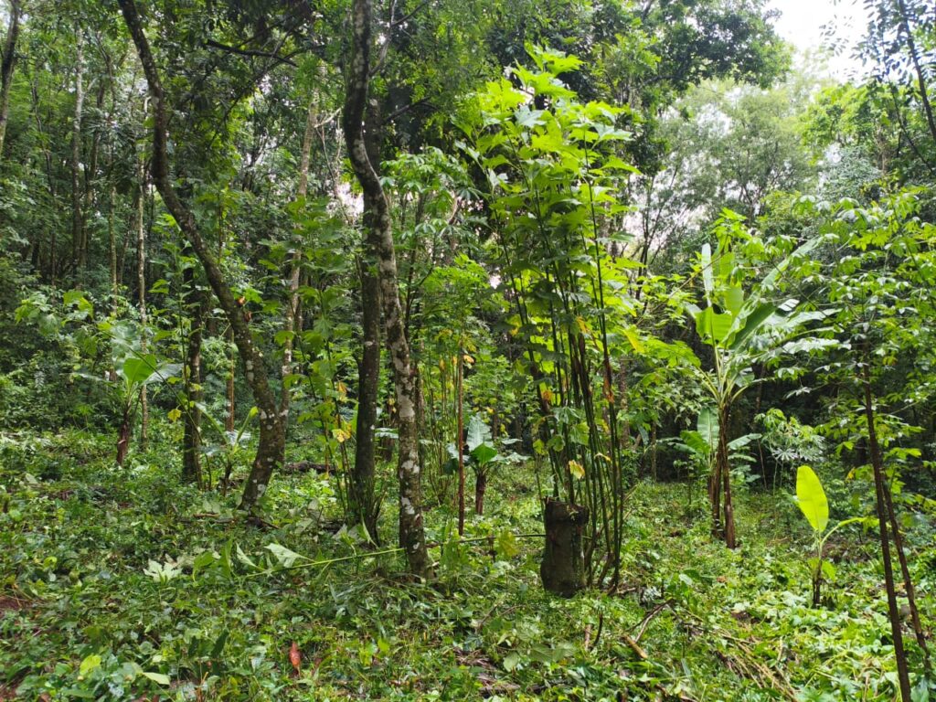 Agricultura Familiar cumple una década con impacto en más de 16 mil familias misioneras imagen-23