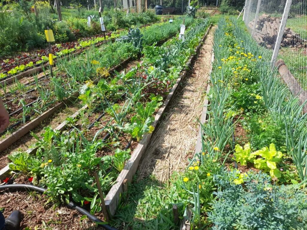 Agricultura Familiar cumple una década con impacto en más de 16 mil familias misioneras imagen-31