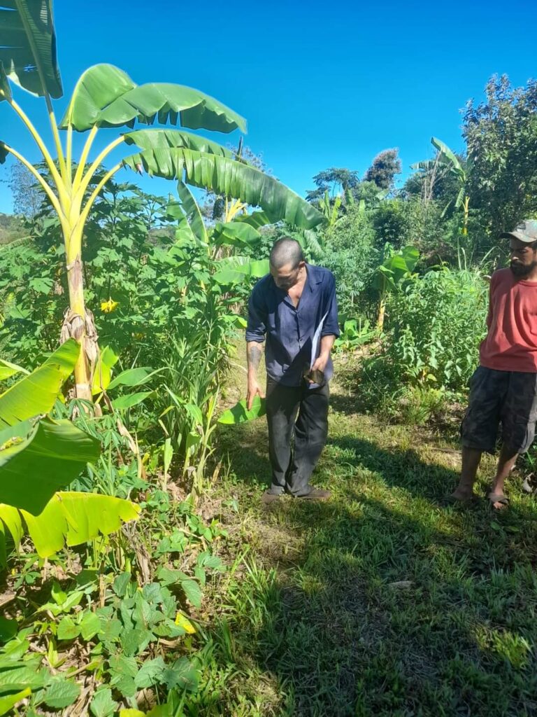 Agricultura Familiar cumple una década con impacto en más de 16 mil familias misioneras imagen-39