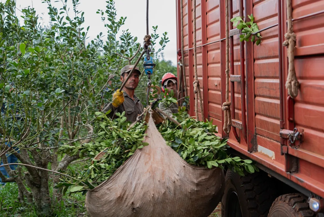 Impulso cooperativo en Misiones: Jard&iacute;n Am&eacute;rica fortalece la cadena yerbatera y la log&iacute;stica rural
