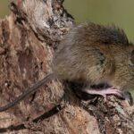 hantavirus