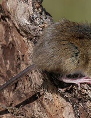 hantavirus