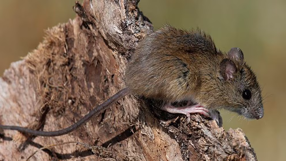 hantavirus