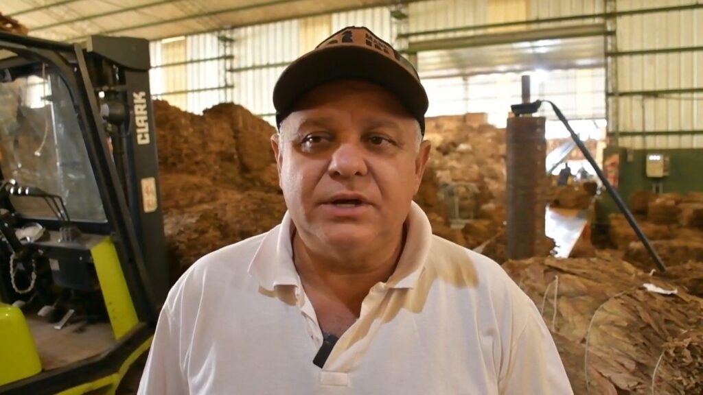 Acopio en San Vicente: prevén cerca de tres mil toneladas y aseguran que “los productores están entregando normalmente su tabaco” imagen-9