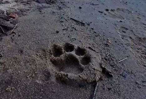 Avistaron una yaguareté con dos crías en el Parque Nacional Iguazú