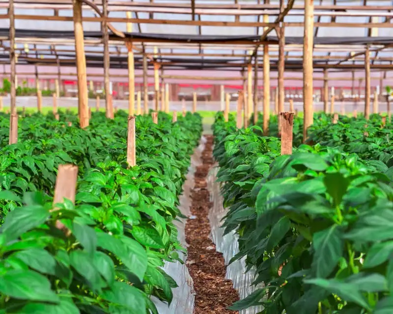 plantineras producción