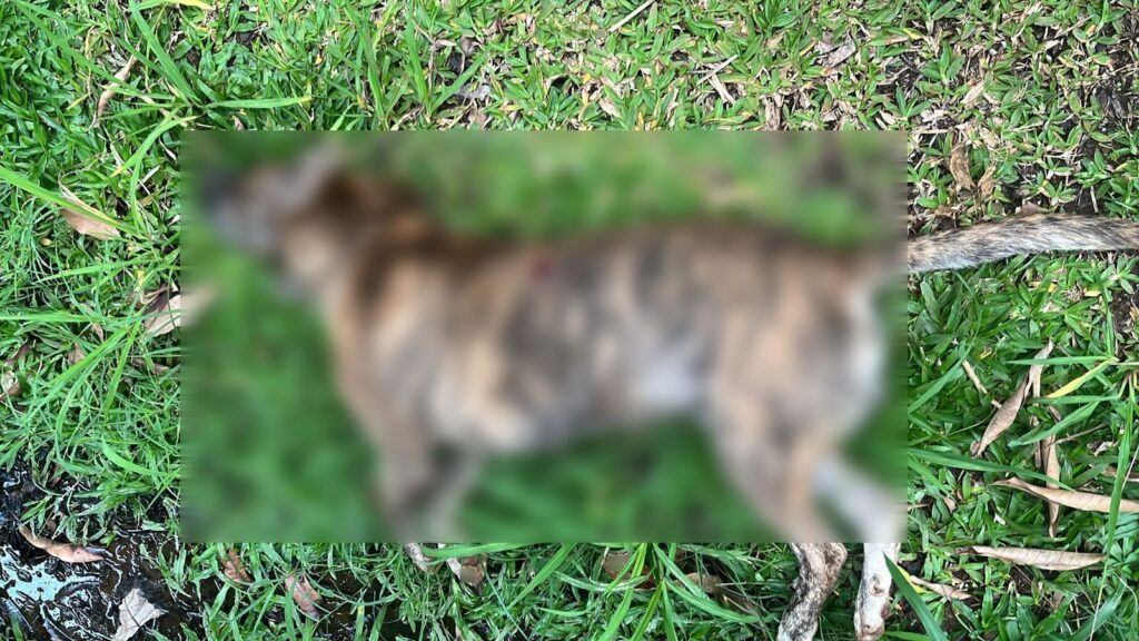 Perro