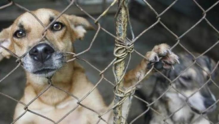 86% de los agresores intrafamiliares previamente ejerció maltrato animal