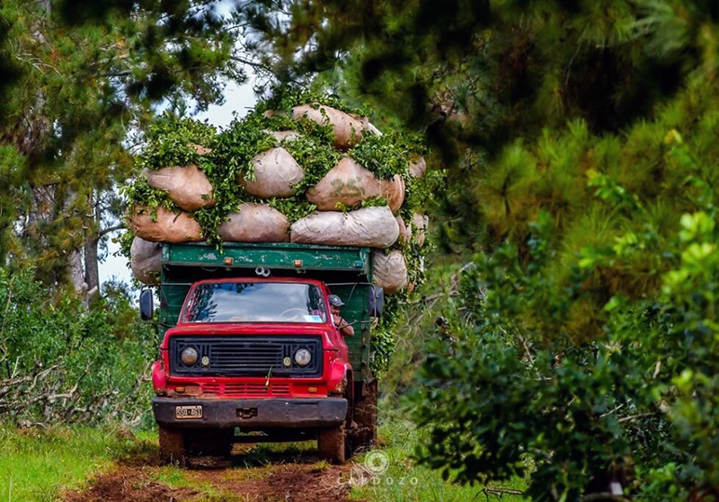 Misiones cumple 100 años de cooperativismo agrícola y de identidad yerbatera