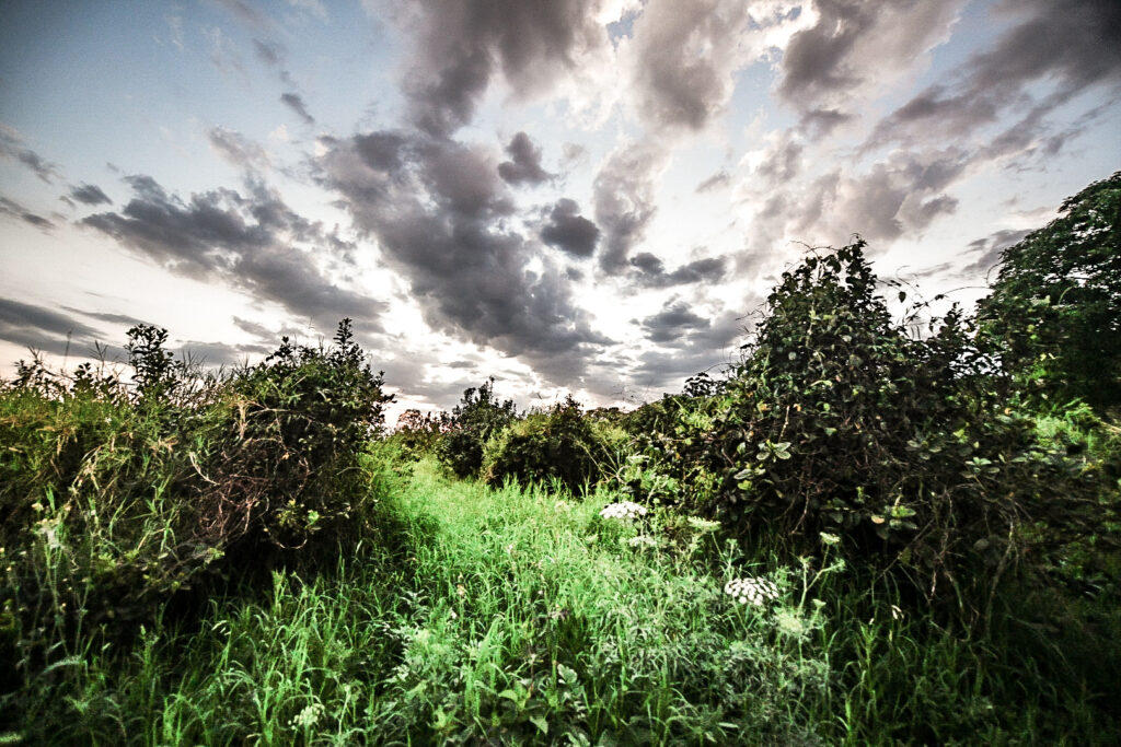 Yerbateros - desregulación yerbatera - Inym - Yerba mate- Milei en Iguazú Misiones - productores yerbateros- tractorazo - Foto Marcos Canal Doce Otaño septiembre 2026