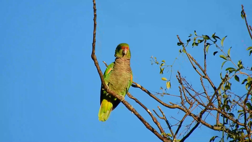 ruta de las aves misioneras
